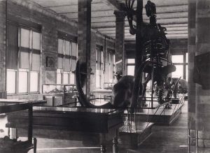 black and white image of the old geology museum interior showing a mastodon