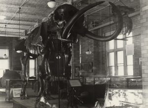 a larger shot of the mastodon in a black and white image