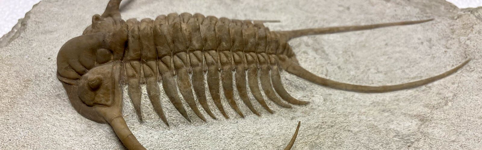 Close-up of a fossil.
