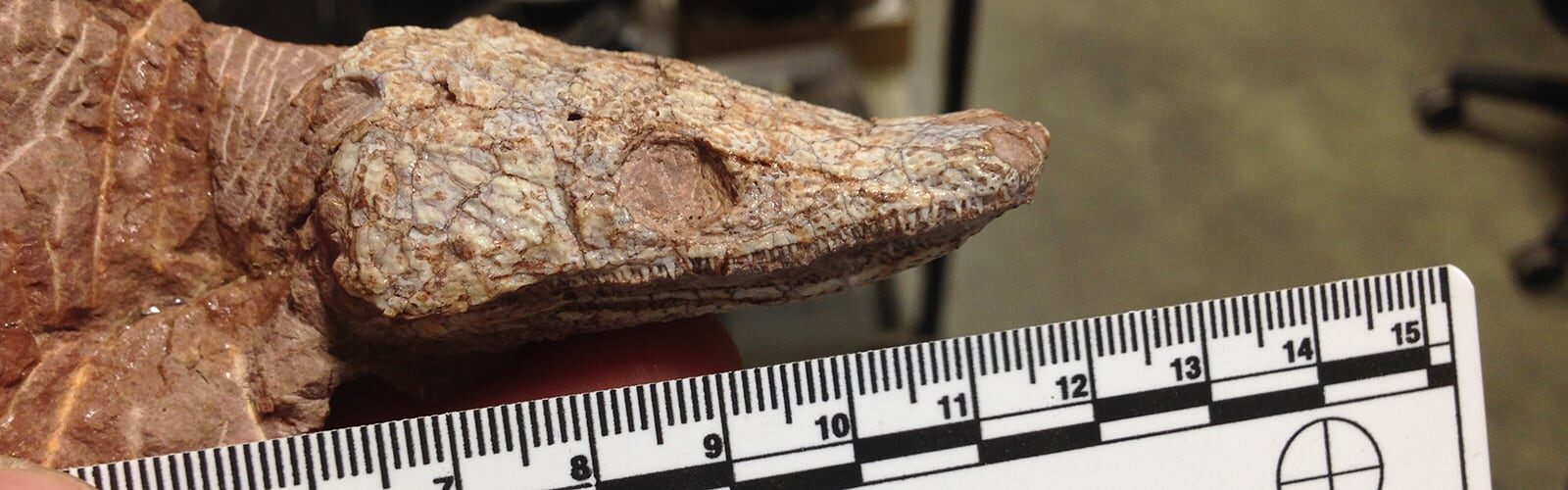 A fossilized prehistoric reptile is measured with a ruler.