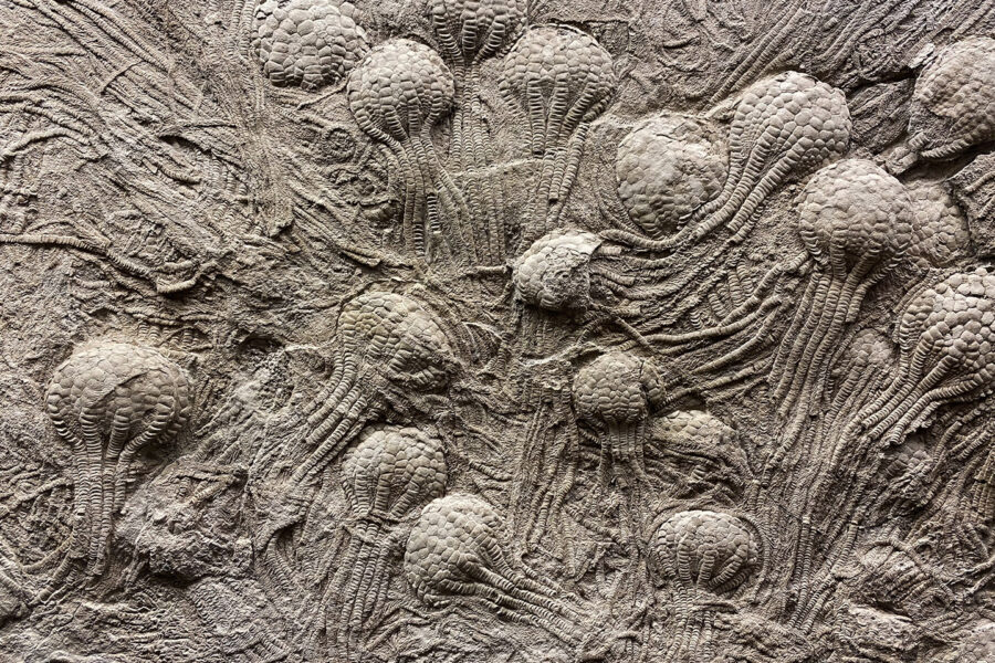 A cluster of fossil sea lilies